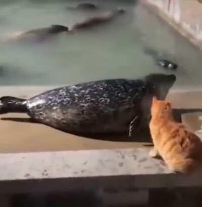 Heres a cat slapping a seal