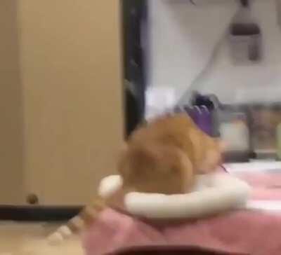 Самостоятельный котан