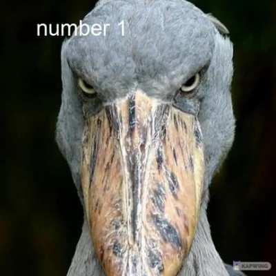 get rekt spino fanboys