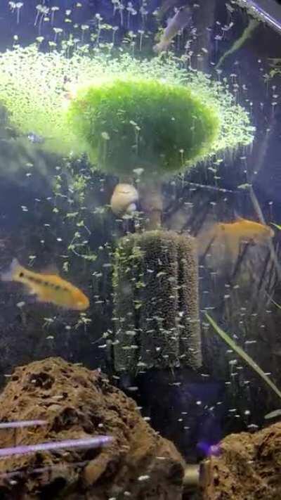 Duckweed forming its own gravitational field