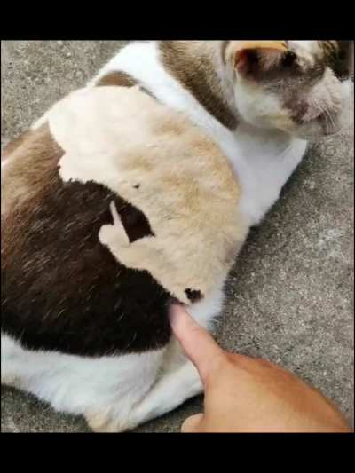 Weekly cat nice repost. Bad apple edition