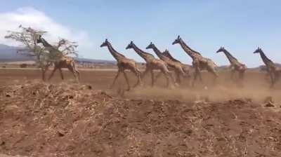 🔥A Journey of Giraffes