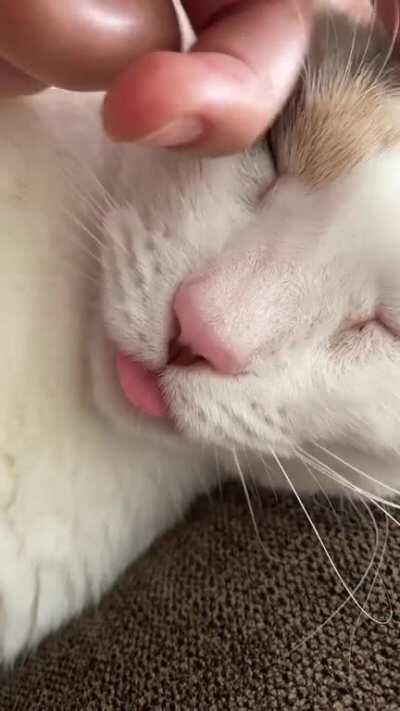 A blep from my sweet girl today