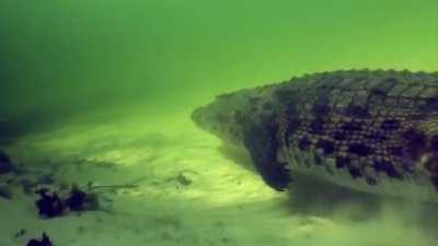 Man rides crocodile in the water