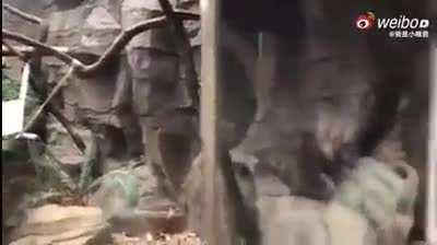 Быстро он эволюционировал