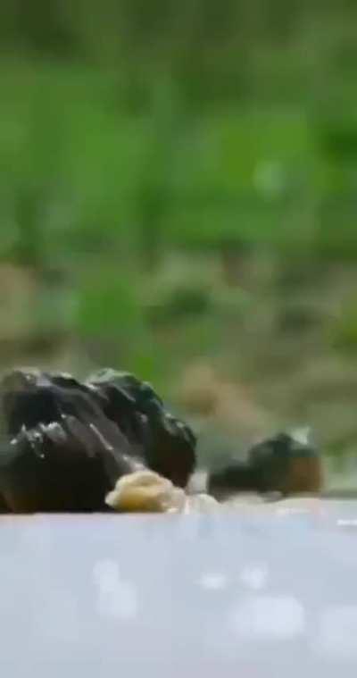 Battle of the Giant African Bullfrogs