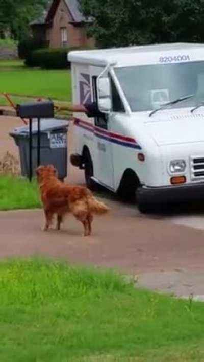Golden Retriever waits for mail truck.