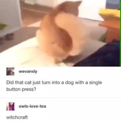 Cat turns into dog
