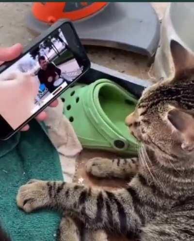 Monkey see monkey do? Cat see dip cat buys dip 🙂