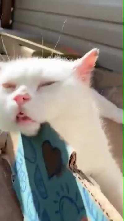 Took too much Aww addition