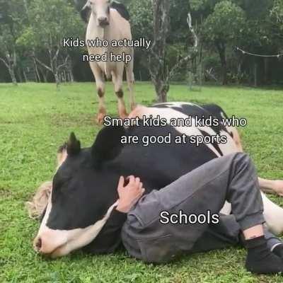 Feel bad for the cow