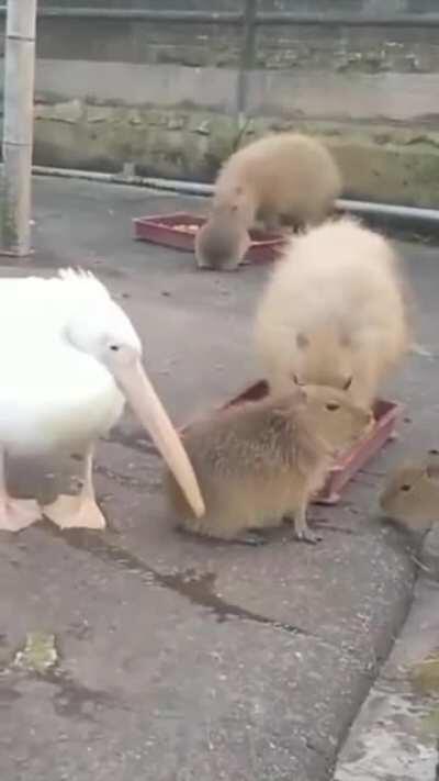 to eat a capybara