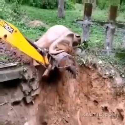 Elephant shows appreciations after getting a lift