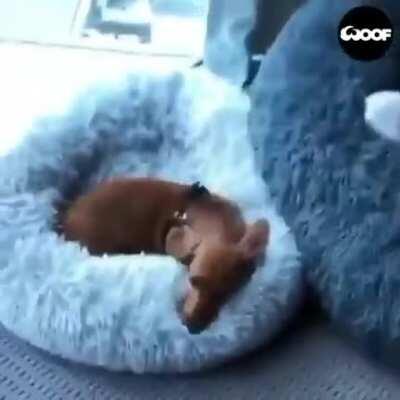 Hurry I gotta go, gotta go right now!