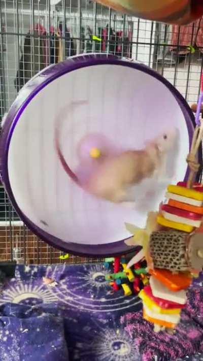 Ravioli’s Big Hops