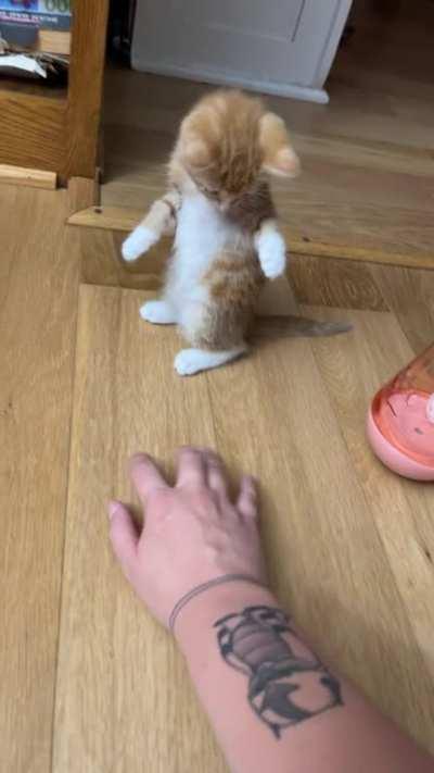 I have named him Cheerio