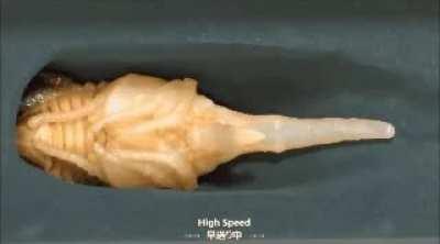 The metamorphosis of a Hercules Beetle.