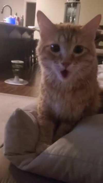 Leo panting like a doggy