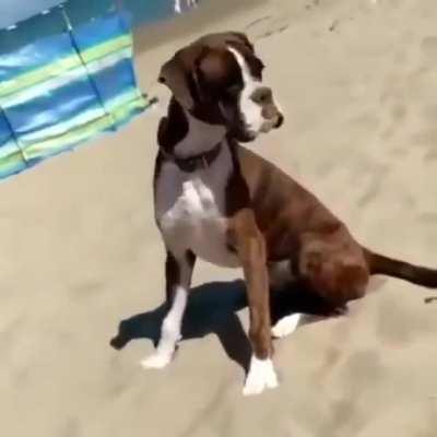 Doggo just wants his ball back