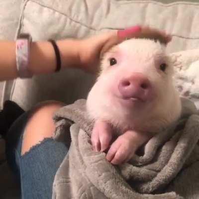 This is a pig