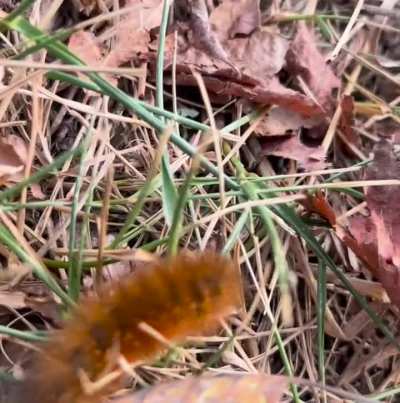 Fuzzy buge