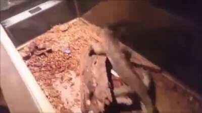 Horny furry exterminator got it’s job done.