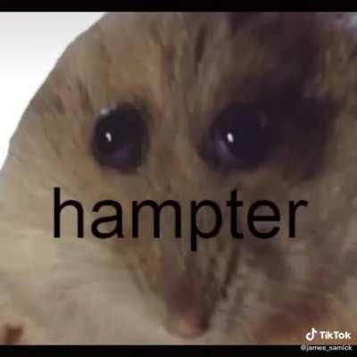 Hampter