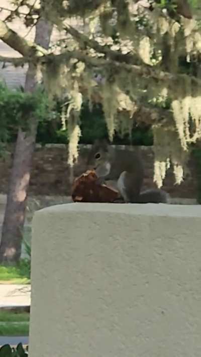 Ormond Pizza Squirrel!