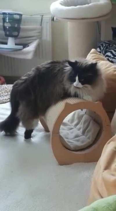 normal petting isn't enough