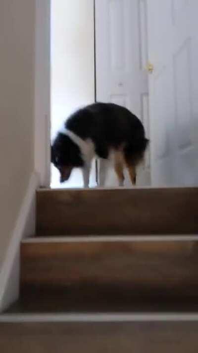 Any time we come home he vibrates, smiles, and sneezes