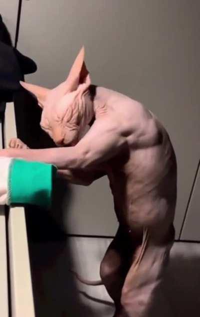 Thanks I hate this cat giving itself a bath