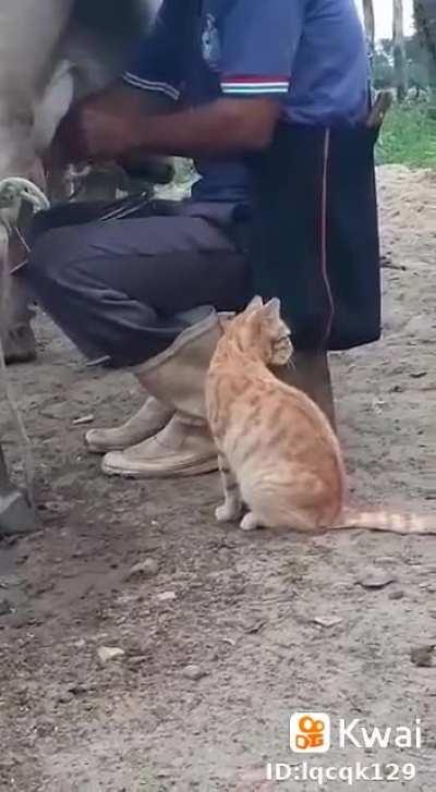 Thirsty cat