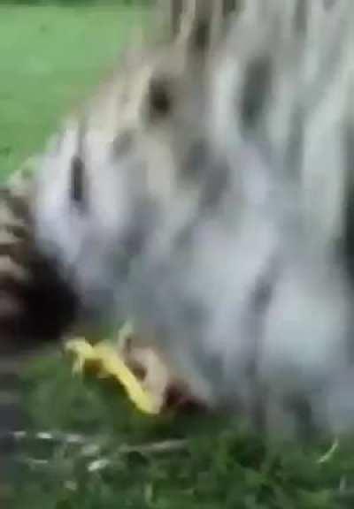 Brazilian farmer loses his chicken to a jaguar. The solution here? Get as close as possible.