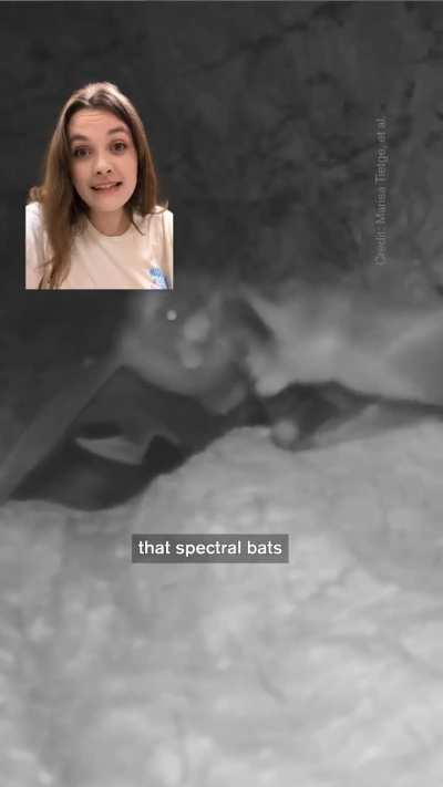 Carnivorous Bats Caught Cuddling on Camera