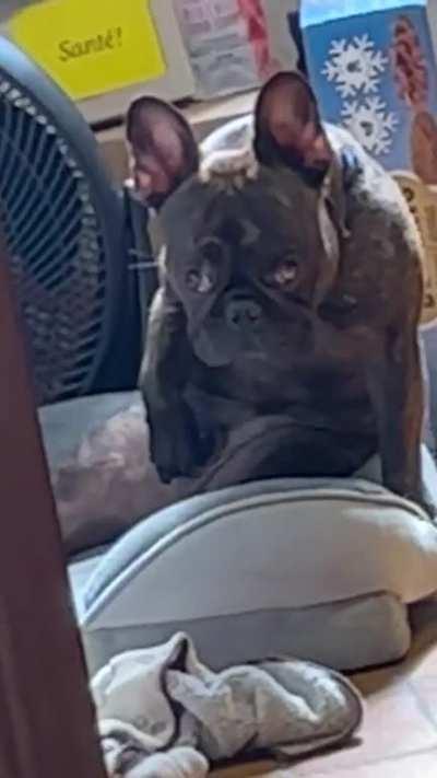 What is this dog doing...