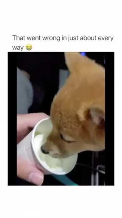 Silly boy <3 (not my pup)