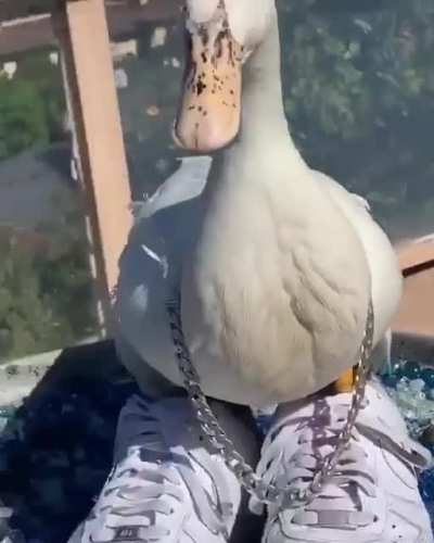 Ele despensa apresentações