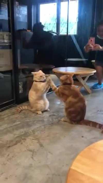 Кошки играют в ладошки