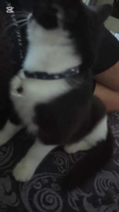 Kitten Batman just needs to get accustomed to the sounds of the city before he fights crime