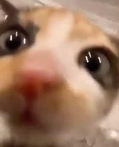 Have a nice weekend! Have some kitty kissy-kissy..