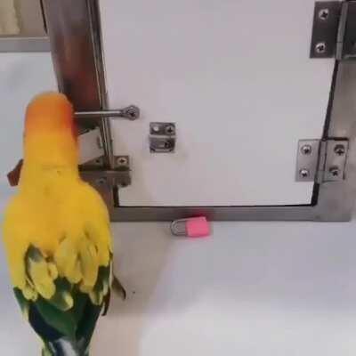 This dick is probably learning to rob a bank.