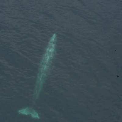 🔥Gray Whale
