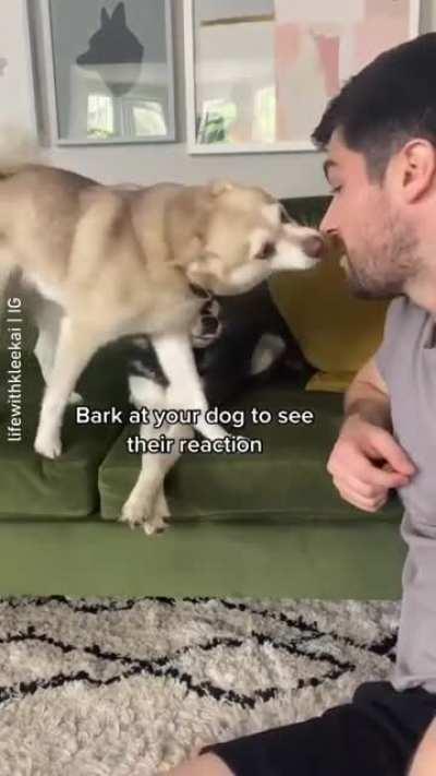 Only I can borkkk, do not touch this boy