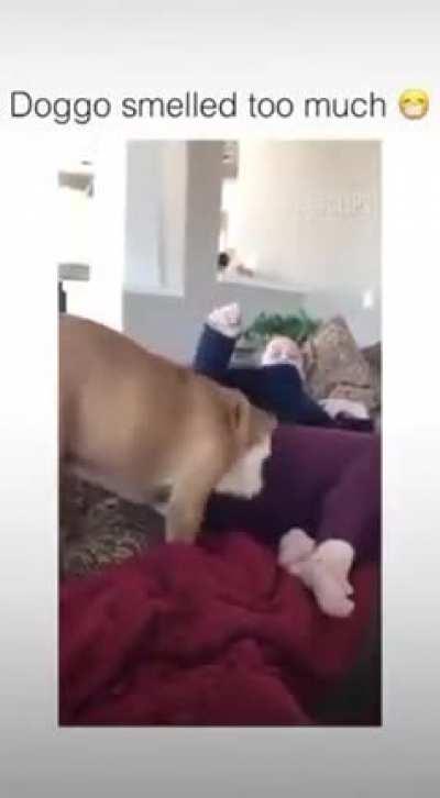 Thanks I Hate My Human🤮