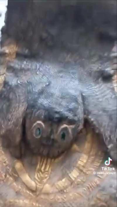 Seen these on tiktok