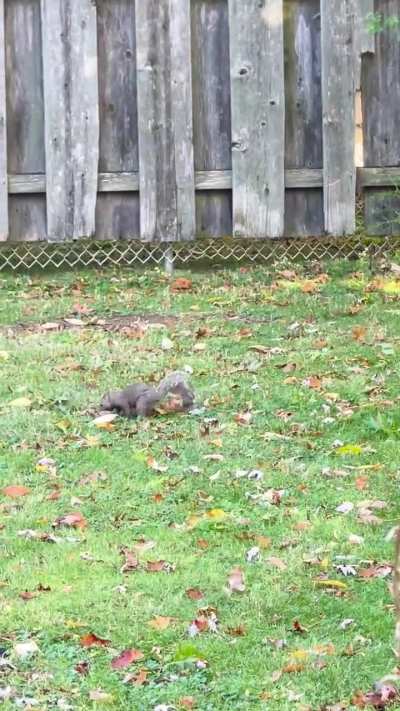 Is there something wrong with this squirrel?