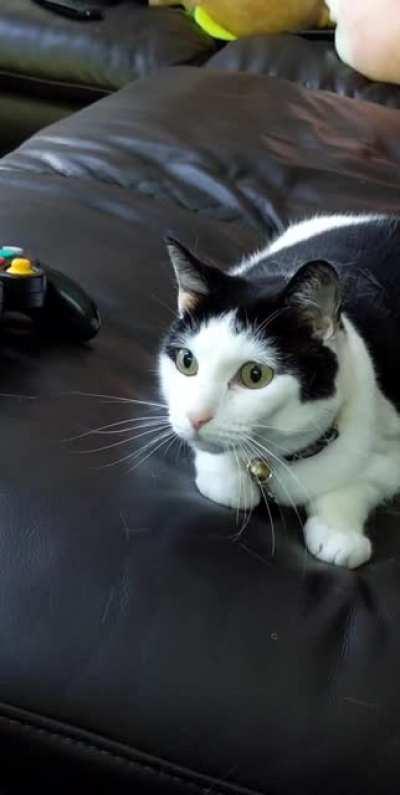 Calibrating Penelope eyesight...