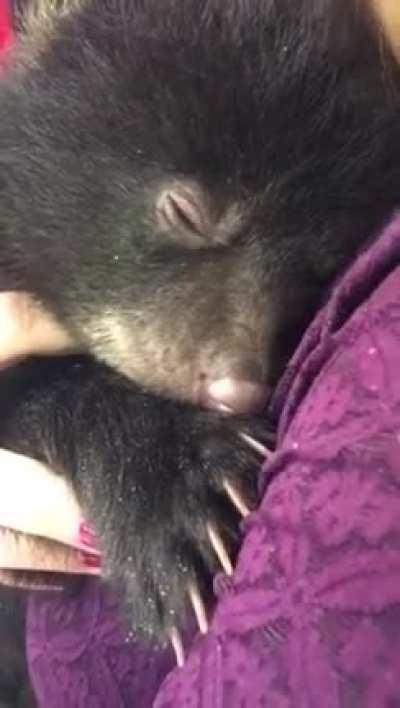 Bear cubs reportedly sound like engines idling when they purr