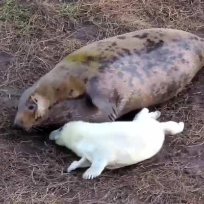 🔥 This mamma fur seal trying to calm her excited pup for bed 🔥