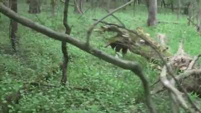 Don't care if this is real or not, i hate being in the woods alone anyway.